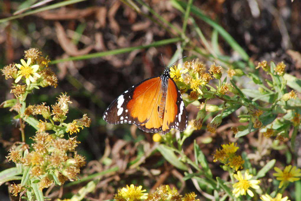 Danaus chrysippus dalla Sardegna